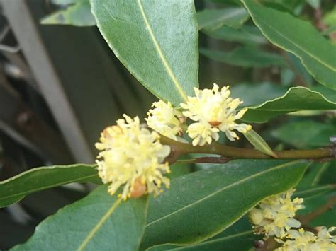 月桂樹 風水|月桂樹の花言葉｜花の冠の意味は？別名はローリエ？ 